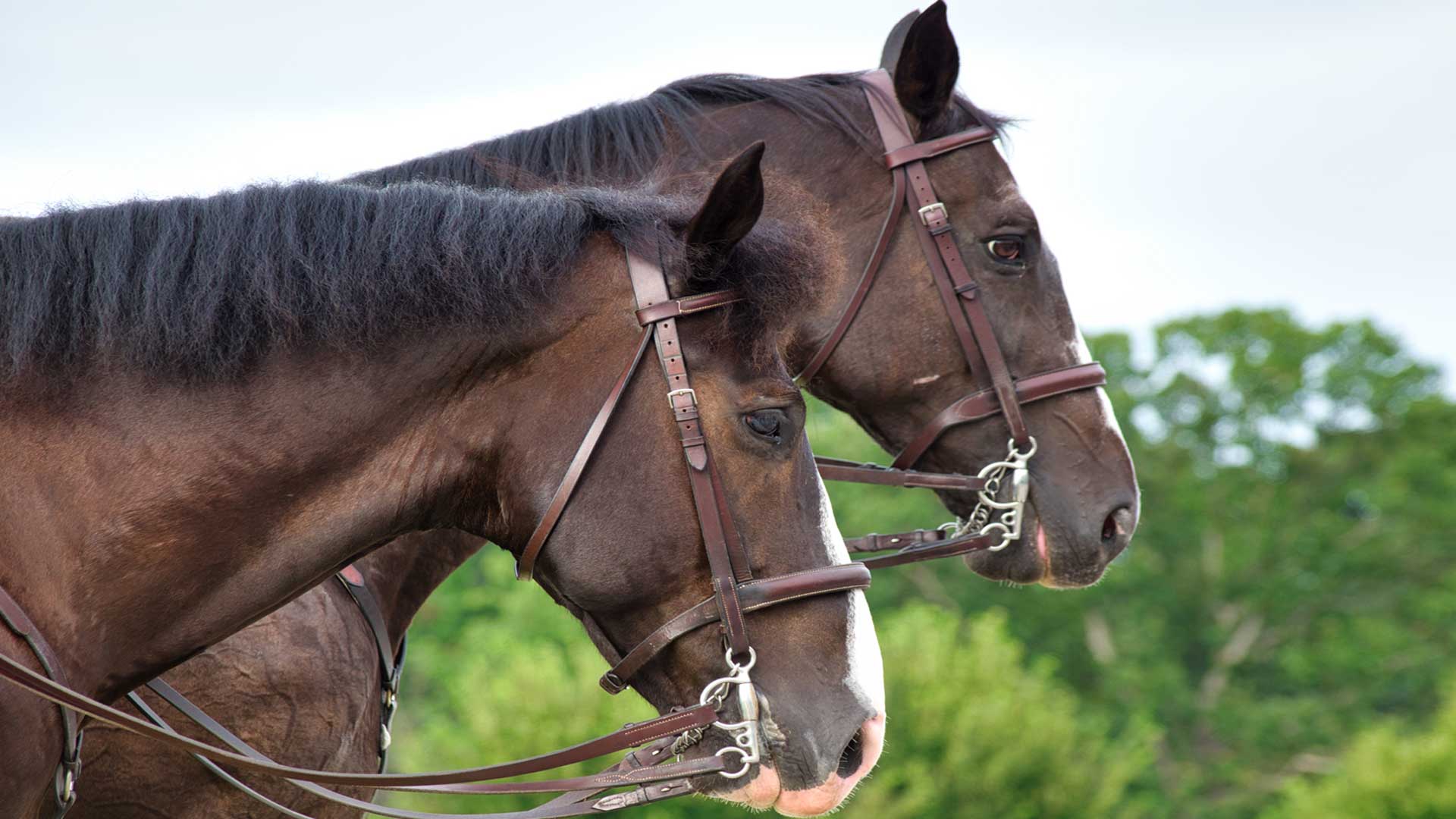 onde urto equine